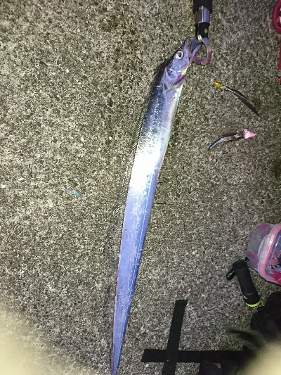 太刀魚、サゴシ、ハマチ、良型アジGET！