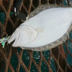 爆風&荒波!ヤエン&ジグサビキ5種目