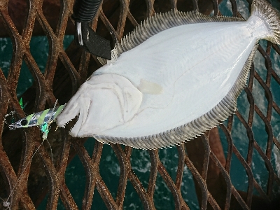 爆風＆荒波！ヤエン＆ジグサビキ5種目