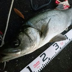 ヒラスズキ71㎝ゲット!!