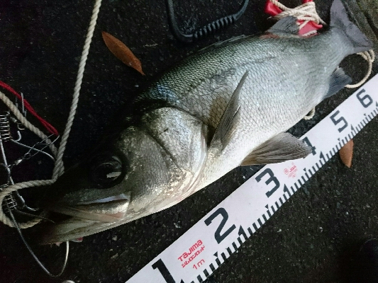 ヒラスズキ71㎝ゲット！！