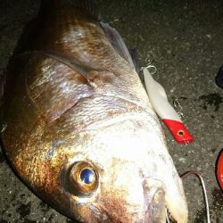 1投目で、ショア真鯛60㎝オーバーゲット！！