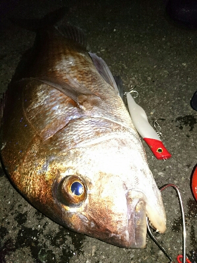 1投目で、ショア真鯛60㎝オーバーゲット！！