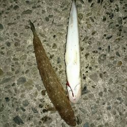 フラット狙いで、エソング！！