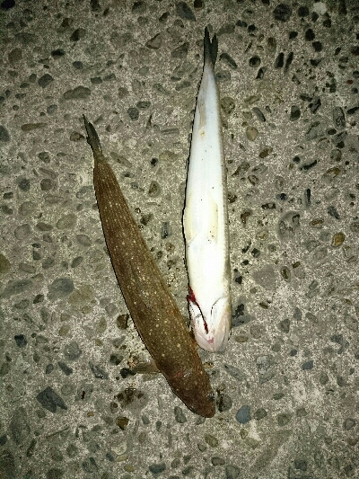 フラット狙いで、エソング！！