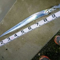 フラット狙いで、指4タチウオw