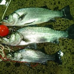 ヒラスズキ釣果w3本ゲット