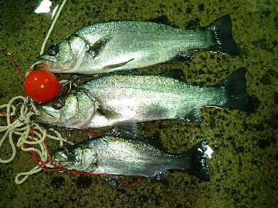ヒラスズキ釣果w3本ゲット
