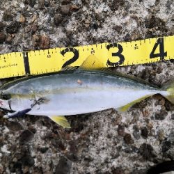 もうすぐハマチ