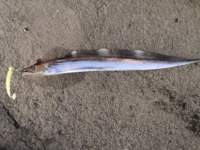 青物ダメでも太刀魚