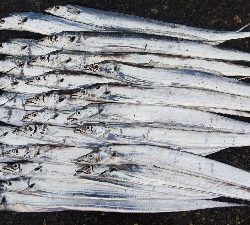 色々な合わせ技で釣れる日