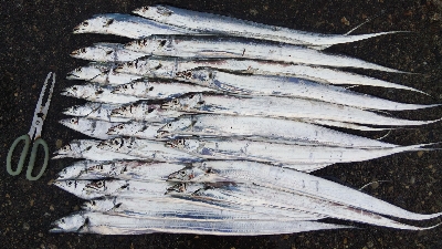 色々な合わせ技で釣れる日