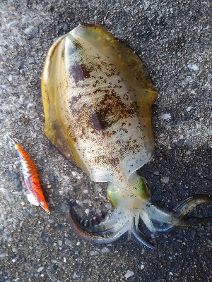 強風の中のグットサイズ