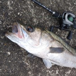 念願のスズキクラスゲット!!