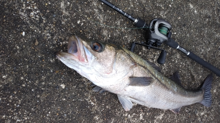 念願のスズキクラスゲット!!