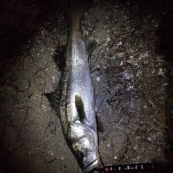 久しぶりのシーバス君