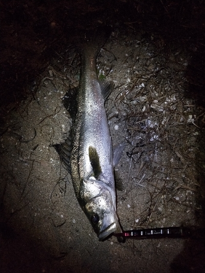 久しぶりのシーバス君