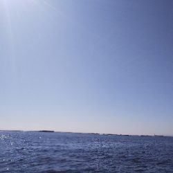 青物は相変わらず好調タチウオ不調