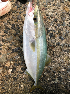 ショアジギング