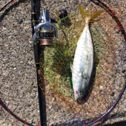 真昼間出勤前ショアジギ