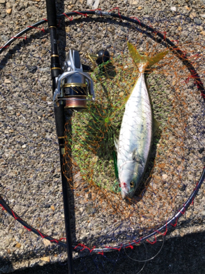 真昼間出勤前ショアジギ