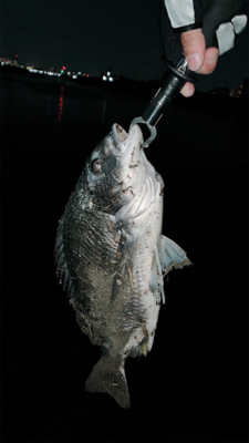 旧江戸川でチヌった！