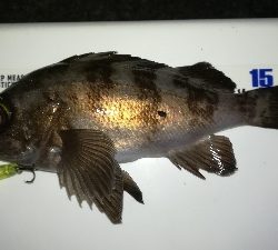 ナイトメバリング