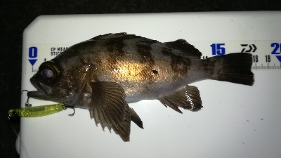 ナイトメバリング