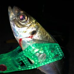 尺いただきました