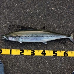 ショアジギング初心者のサワラ釣果