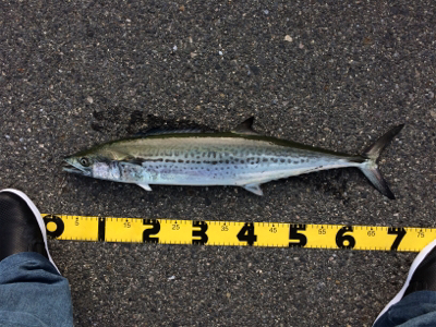 ショアジギング初心者のサワラ釣果