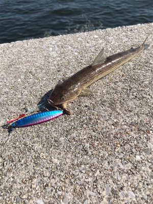 ショアジギング