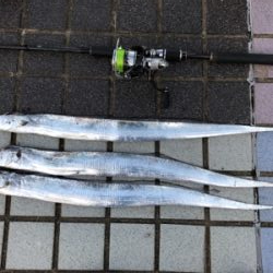 巨大エソをバラす