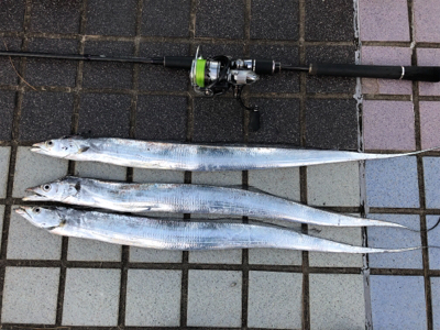 巨大エソをバラす