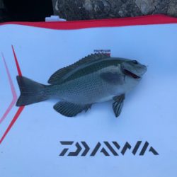 波止グレ好調！