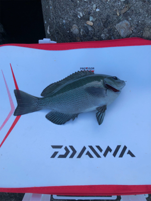 波止グレ好調！