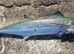 相変わらずすごい人、厳しいー