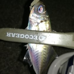 ナイトアジング