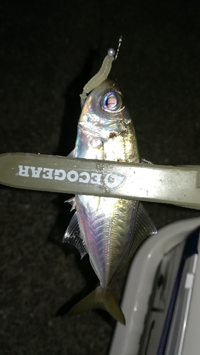 ナイトアジング