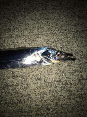 太刀魚は何処へ