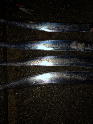 秋の釣りを満喫！