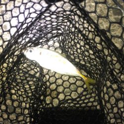 中アジがポロポロと