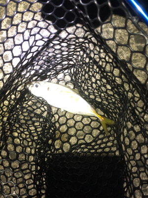 中アジがポロポロと