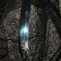 シビアなタチウオでもタッチポンは坊主なし