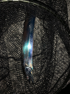 シビアなタチウオでもタッチポンは坊主なし