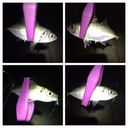 大阪湾奥アジング 好調