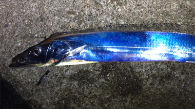 ポーアイで夜釣り