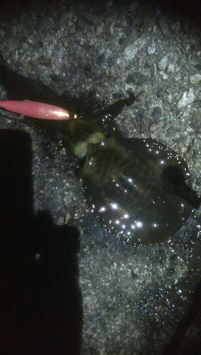 ダイソーエギで、アオリイカ4杯！！