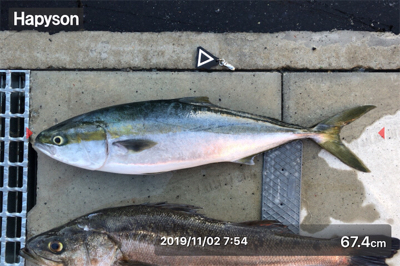 今年初のメジロ