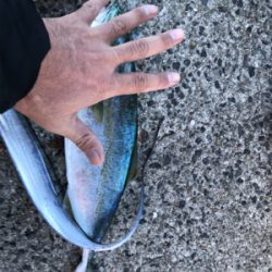 ツバス釣れました